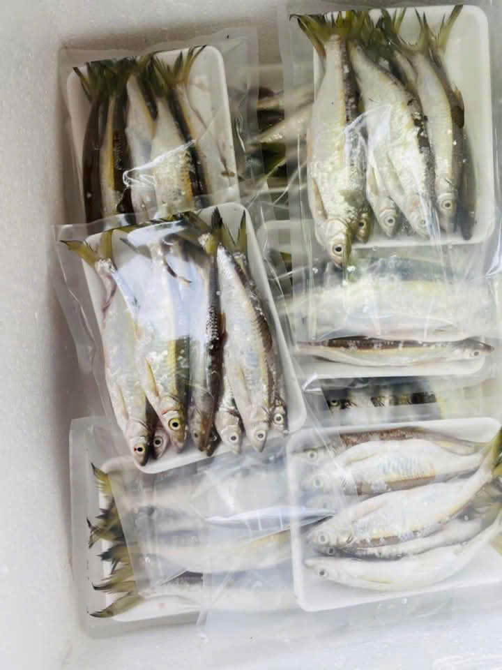 Cá Trứng