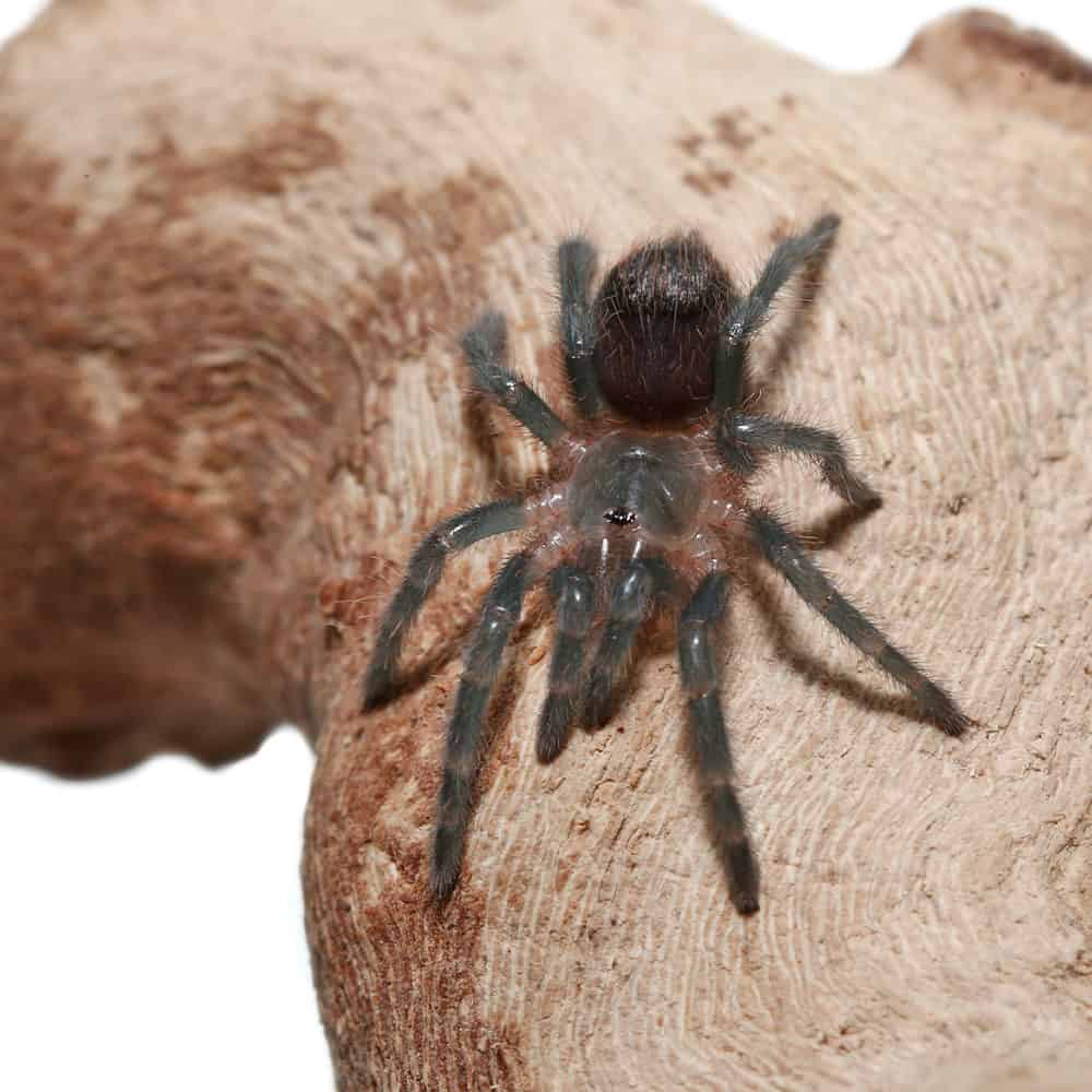 Mexican Red Rump | Spider.DAD