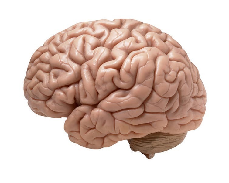 Human Brain 2