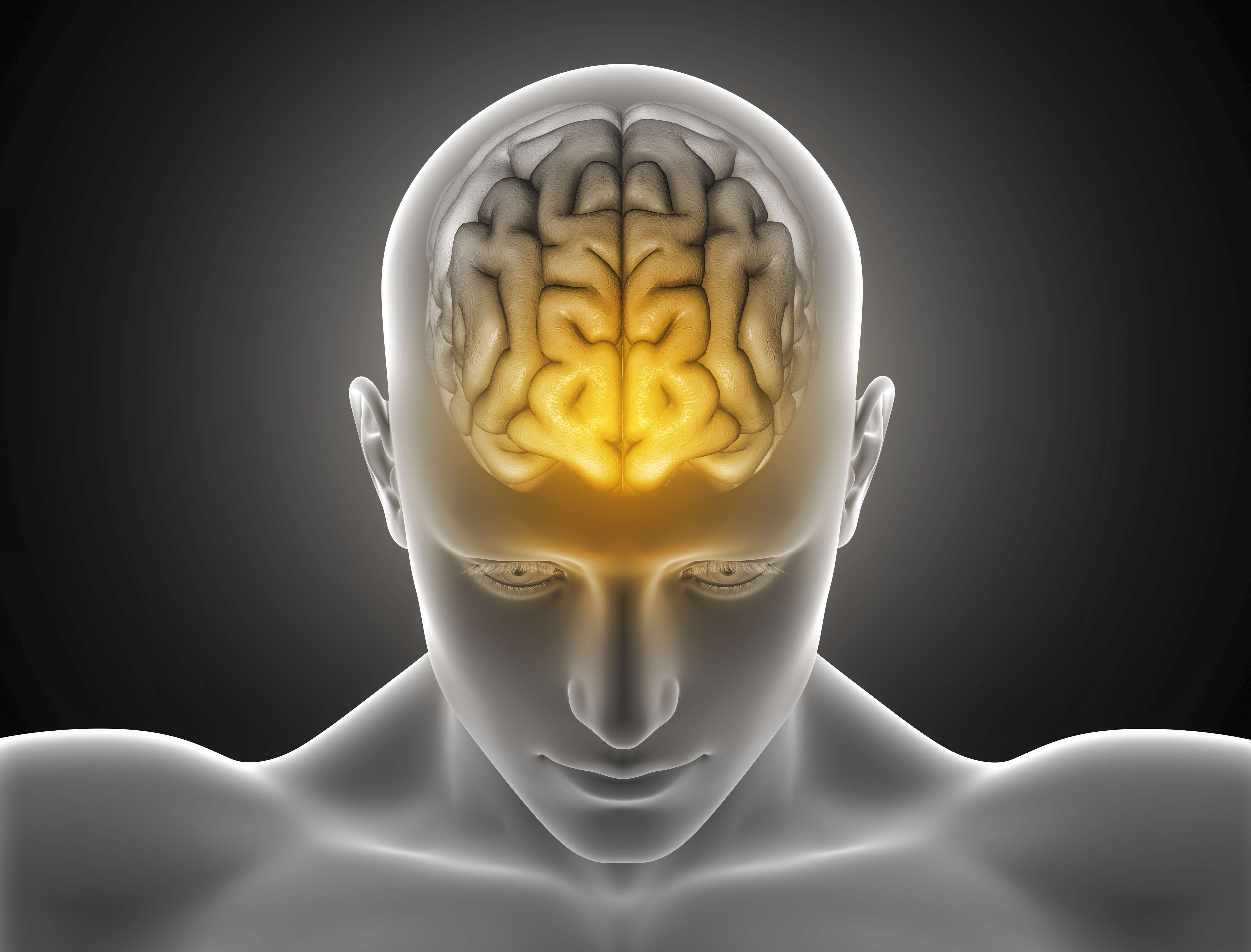 Human Brain 4