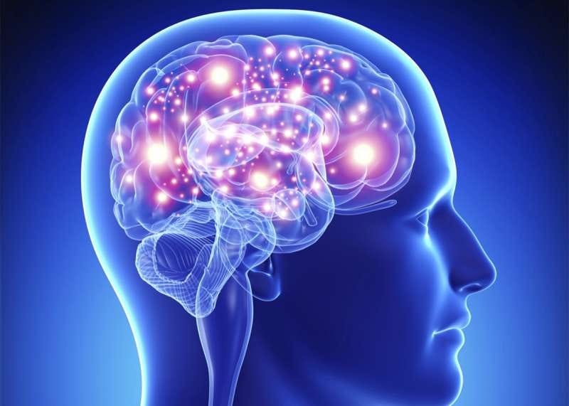 Human Brain 5