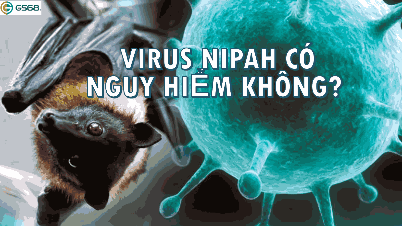 Virus Nipah có nguy hiểm không?