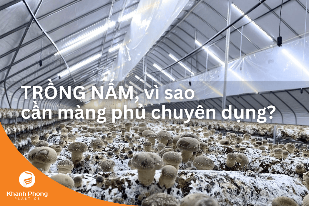 Vì sao trồng nấm nên sử dụng nhà kính và màng phủ chuyên dụng?