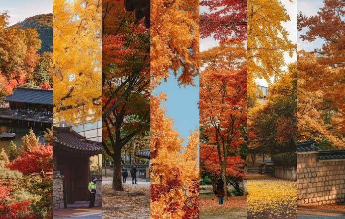 TOUR HÀN QUỐC MÙA LÁ VÀNG LÁ ĐỎ 2026: HÀ NỘI – SEOUL – NAMI – EVERLAND – THƯ VIỆN STARFIELD – HÁI TÁO – LÀNG CỔ NAMSAN