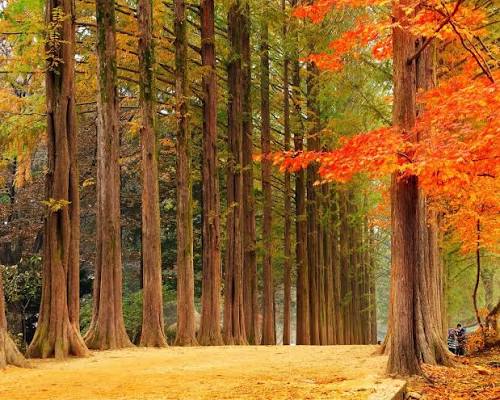 Khám Phá Sắc Thu Vàng Rực Rỡ: Busan – Gyeongju – Seoul (6 Ngày 5 Đêm)