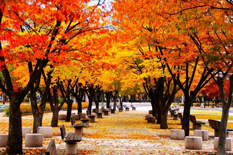 TOUR HÀN QUỐC MÙA LÁ VÀNG LÁ ĐỎ 2026: HÀ NỘI – SEOUL – NAMI – EVERLAND – THƯ VIỆN STARFIELD – HÁI TÁO – LÀNG CỔ NAMSAN