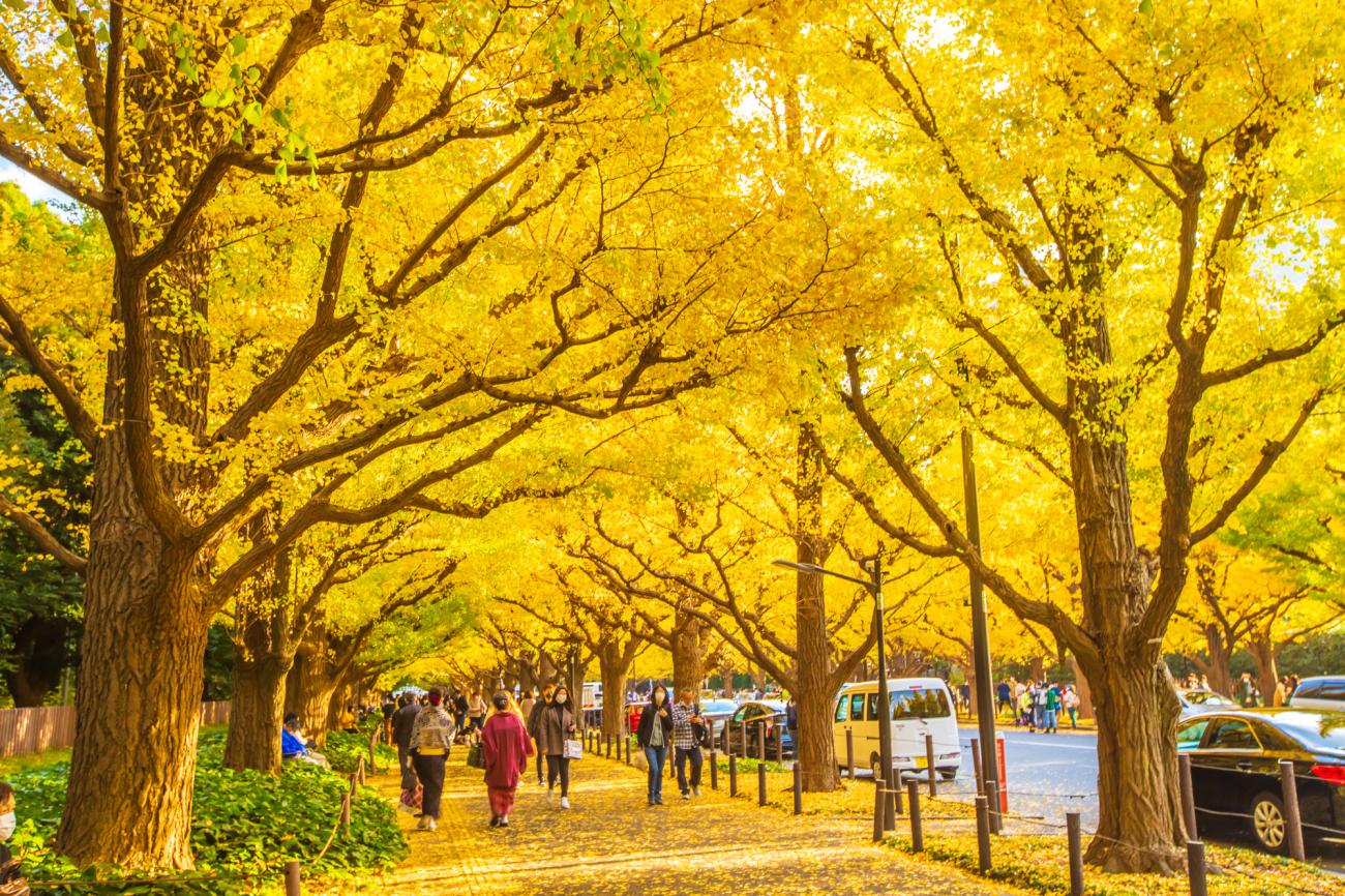 CHƯƠNG TRÌNH ĐẶC BIỆT NHẬT BẢN 2026: NÚI PHÚ SĨ – TOKYO CITY TOUR – NIKKO LÁ VÀNG LÁ ĐỎ
