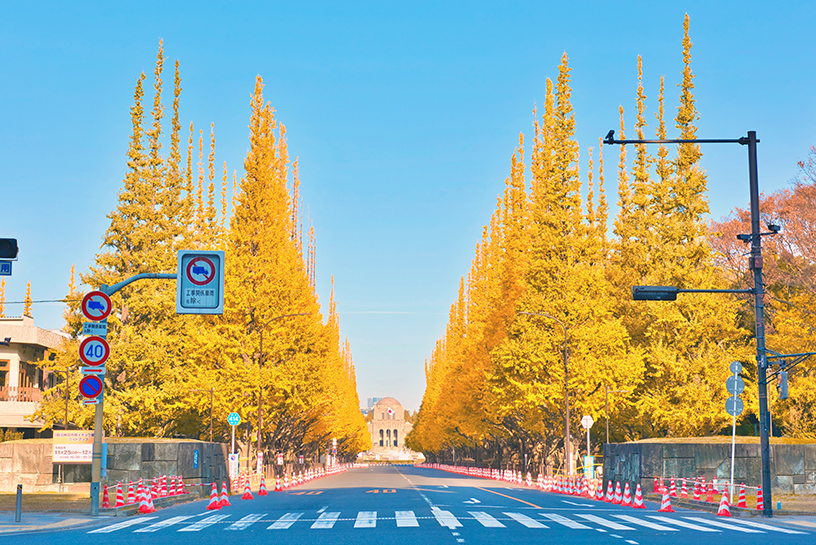 CHƯƠNG TRÌNH ĐẶC BIỆT NHẬT BẢN 2026: NÚI PHÚ SĨ – TOKYO CITY TOUR – NIKKO LÁ VÀNG LÁ ĐỎ
