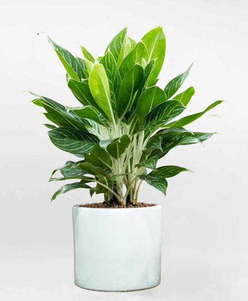 Cây Cảnh Phong Thủy_KBPT50