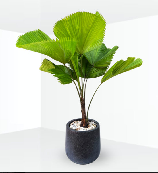 Cây Cảnh Phong Thủy_KBPT50