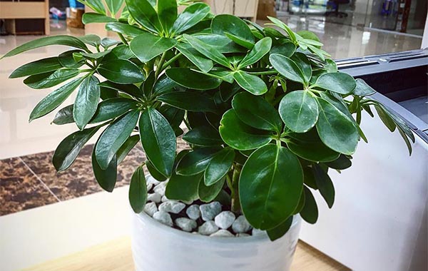 Top 7 Loại Cây Văn Phòng Giúp Lọc Không Khí Tốt Nhất