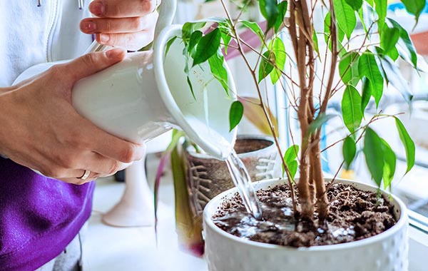 Những Lỗi Thường Gặp Khi Chăm Sóc Cây Cảnh Sau Tết Và Cách Khắc Phục