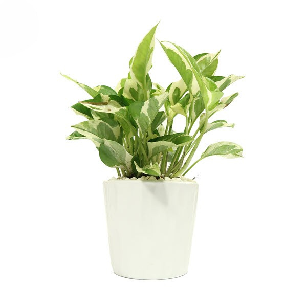 Cây Trầu Bà Cẩm Thạch