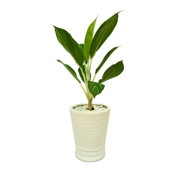 Cây bạch mã hoàng tử nội thất