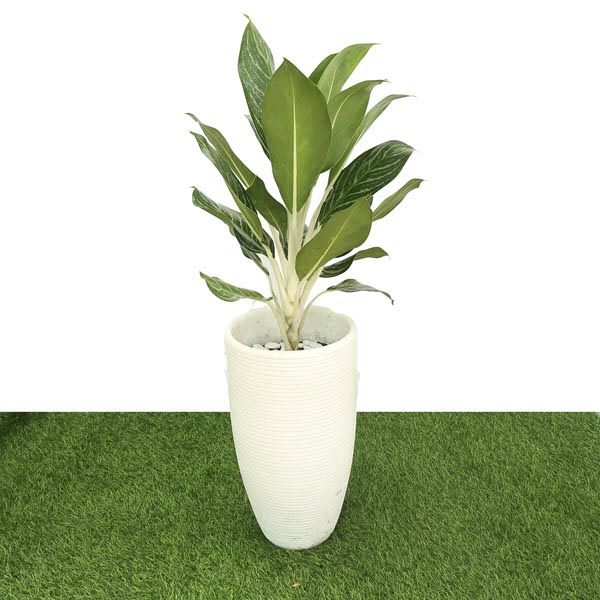 Cây bạch mã hoàng tử nội thất
