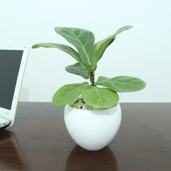 Cây Bàng Singapore