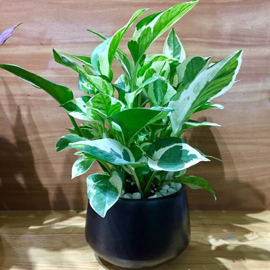 Cây Trầu Bà Cẩm Thạch