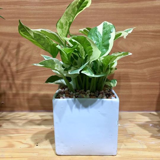 Cây Trầu Bà Cẩm Thạch