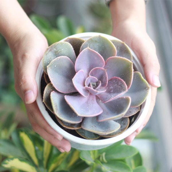 Cây Sen Đá Bắp Cải
