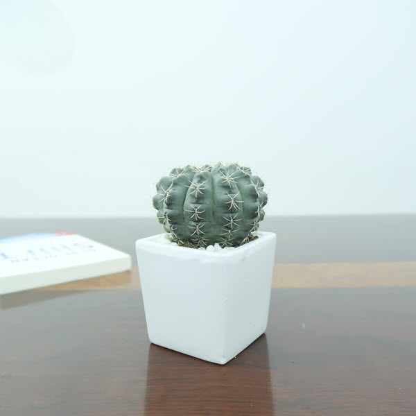 Cây Xương Rồng Thần Long