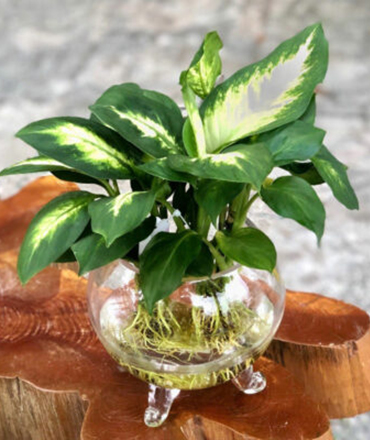 Cây Thủy Sinh