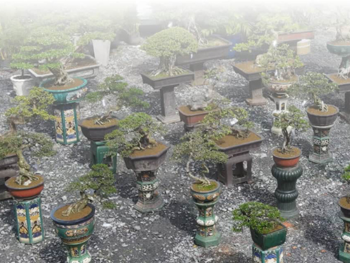 CÂY BONSAI