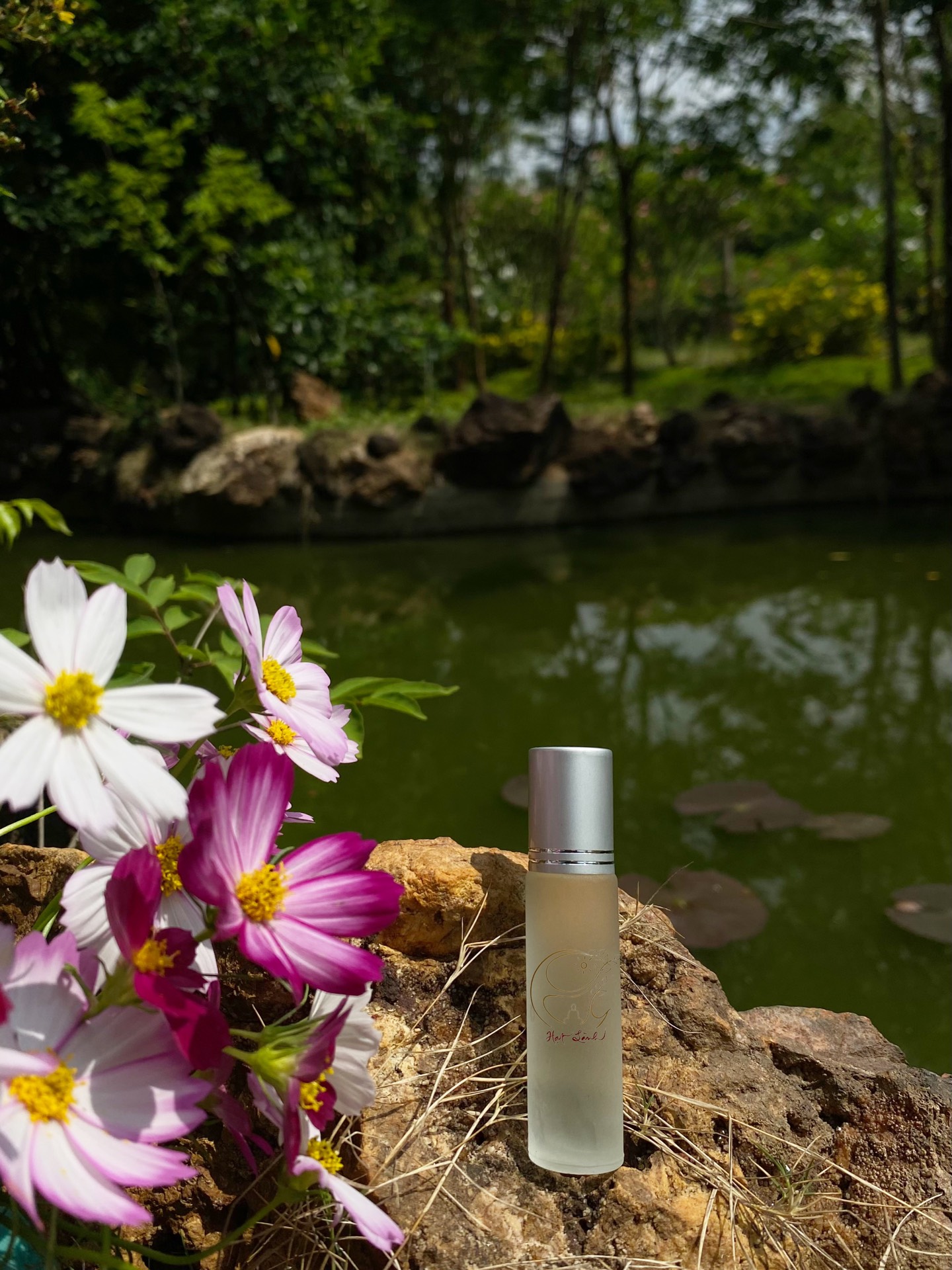 Tinh dầu Tràm nguyên chất 10ml
