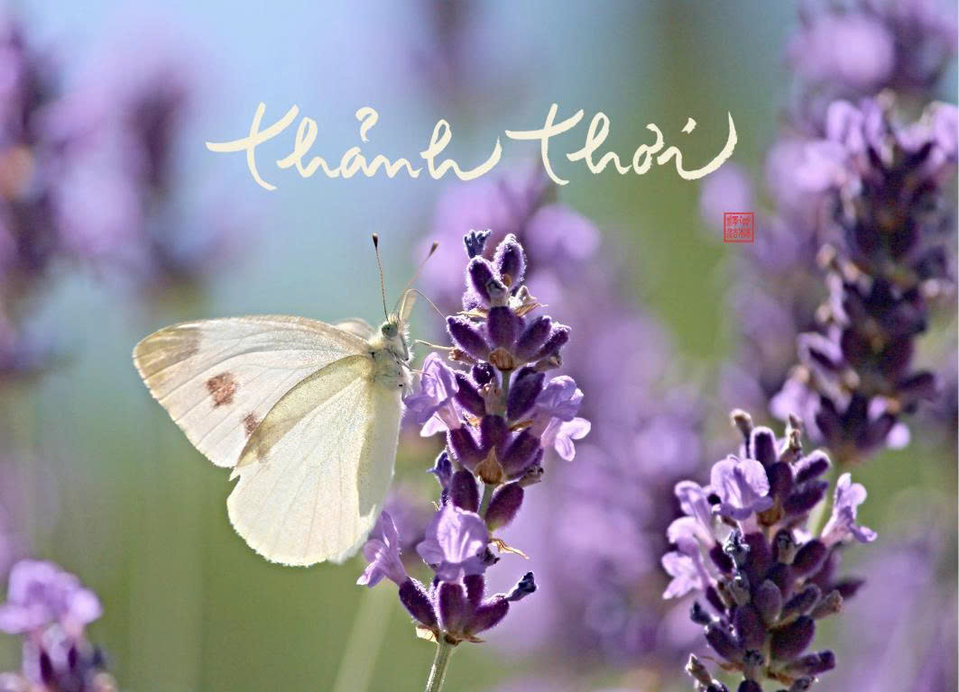 NAM CHÂM THƯ PHÁP DÁN TỦ LẠNH