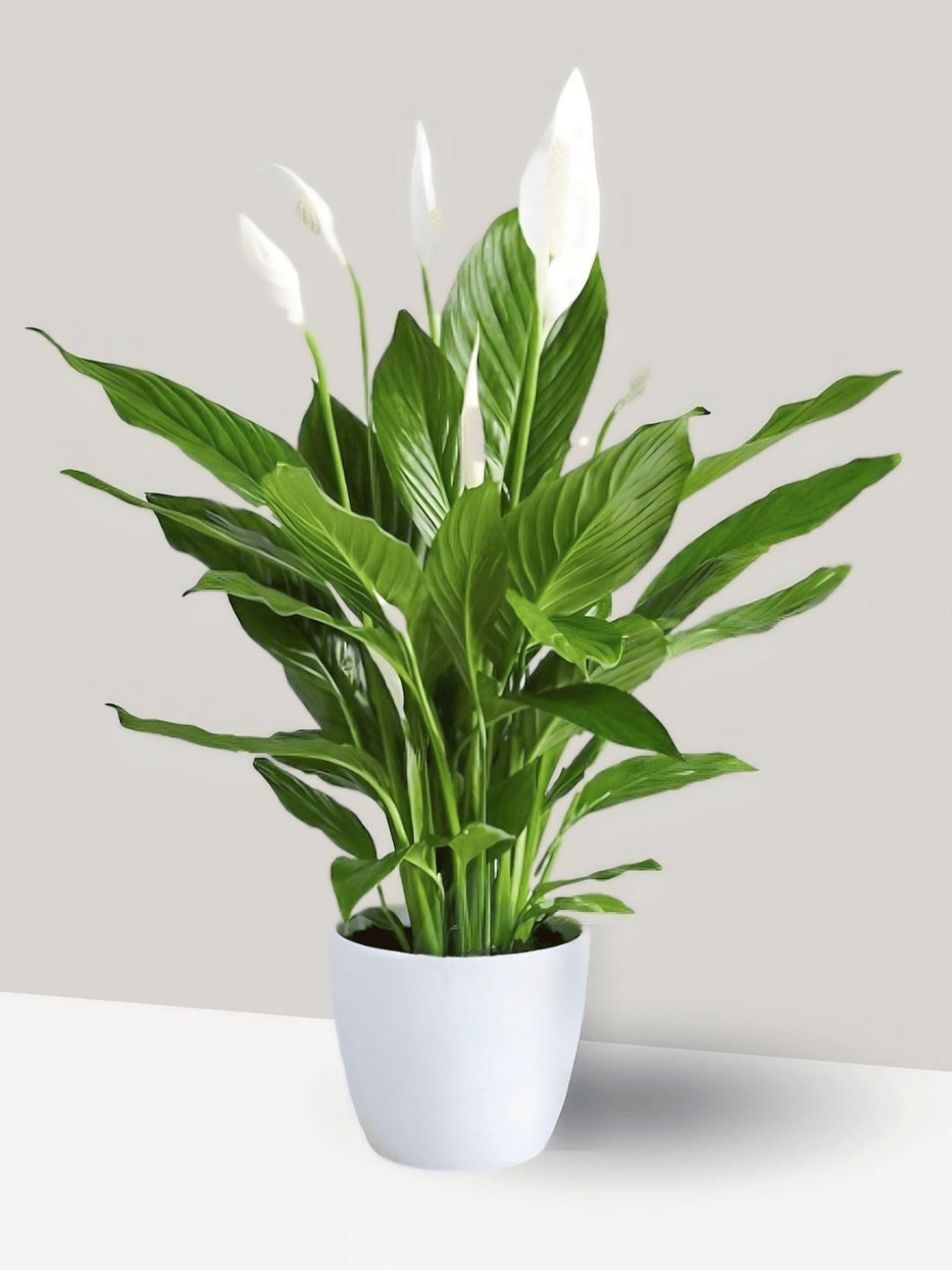 Hình ảnh bài viết