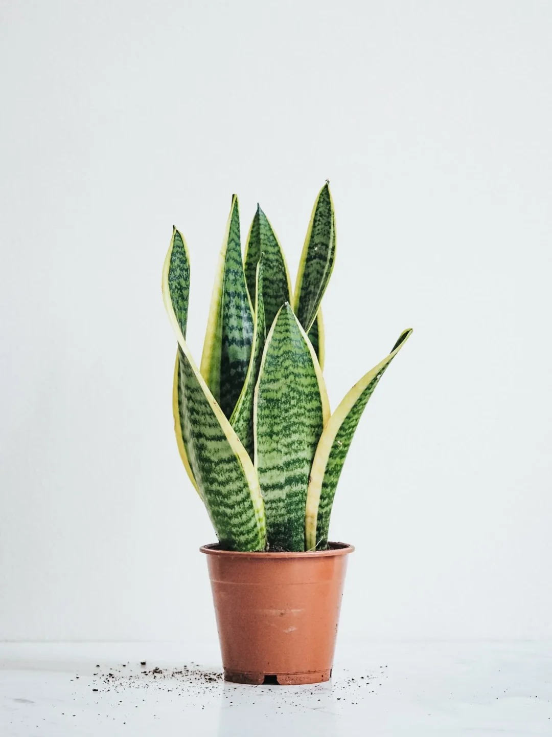 Hình ảnh bài viết