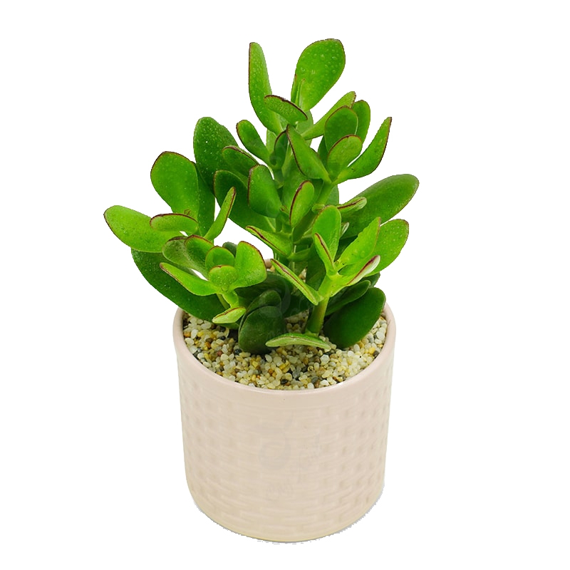 Hình ảnh bài viết