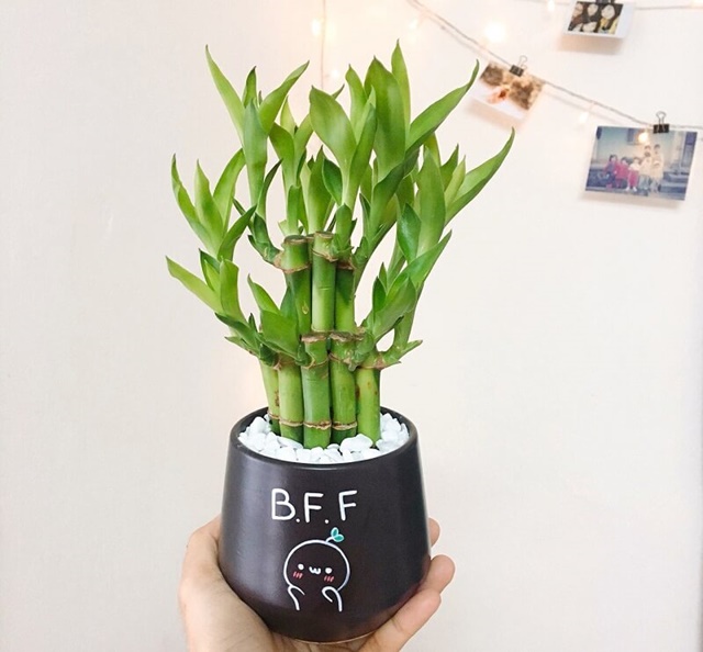 Hình ảnh bài viết