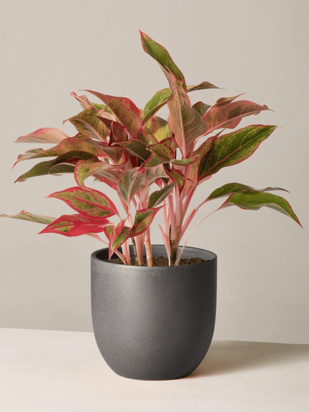 Hình ảnh bài viết