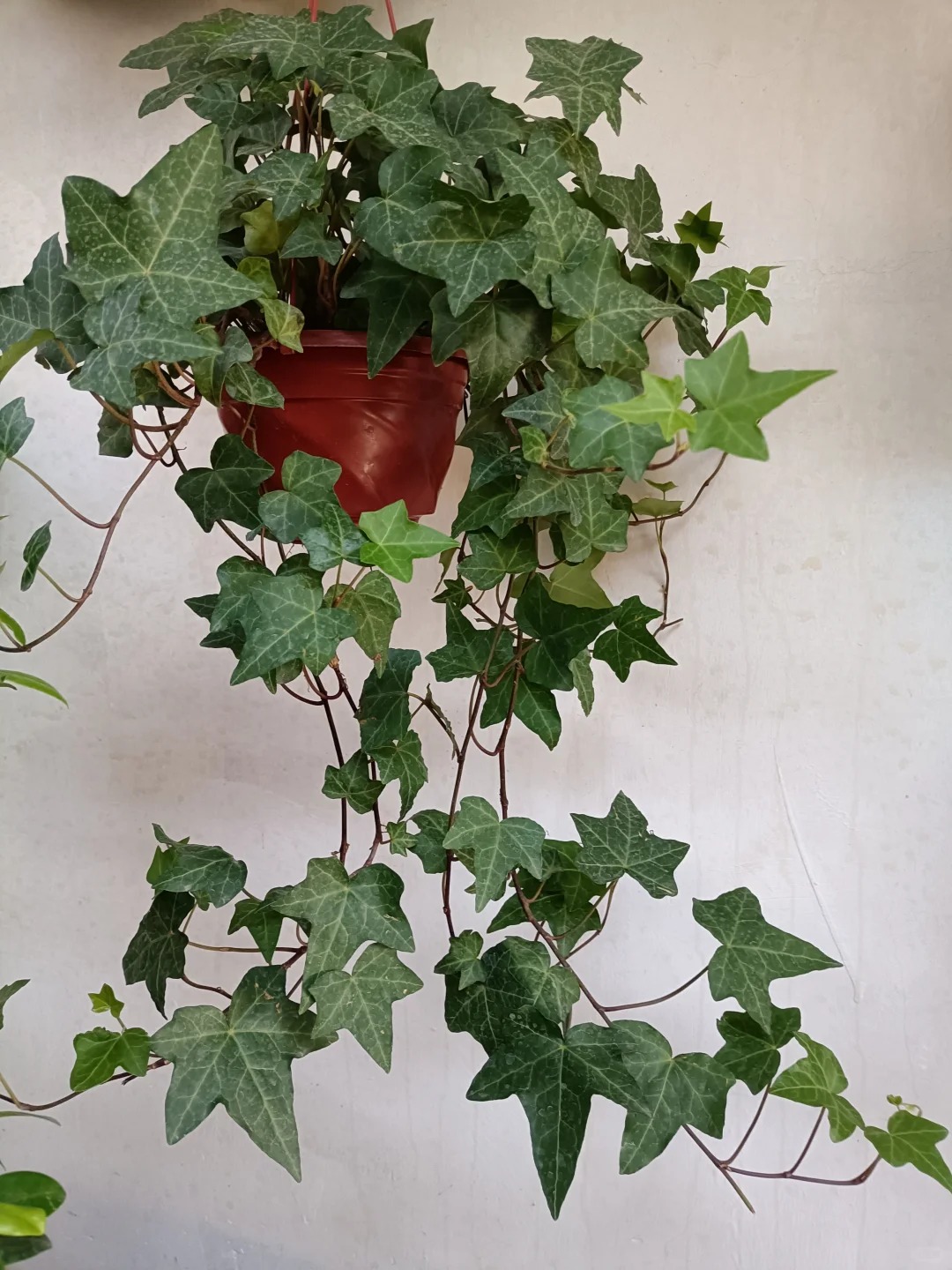 Hình ảnh bài viết