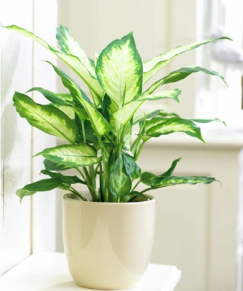 Hình ảnh bài viết