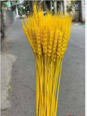 Bó bông lúa trang trí, trưng bày đa năng {không kèm bình đựng} [BH: NONE]