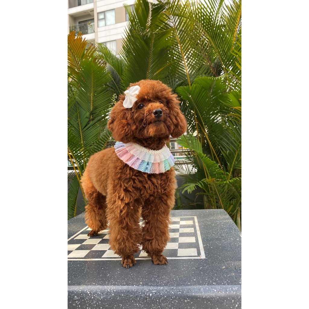 ( Thanh lý đồng giá nhiều mẫu 35k) Đầm cho thú cưng chó, mèo handmade ( tặng nơ kẹp tóc)