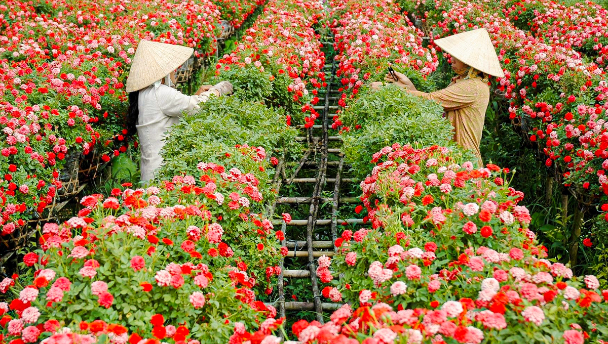 ĐỒNG THÁP - LÀNG HOA SA ĐÉC - HAPPY LAND HÙNG THY - CHÙA LÁ SEN - VƯỜN QUÝT LAI VUNG | 1 NGÀY