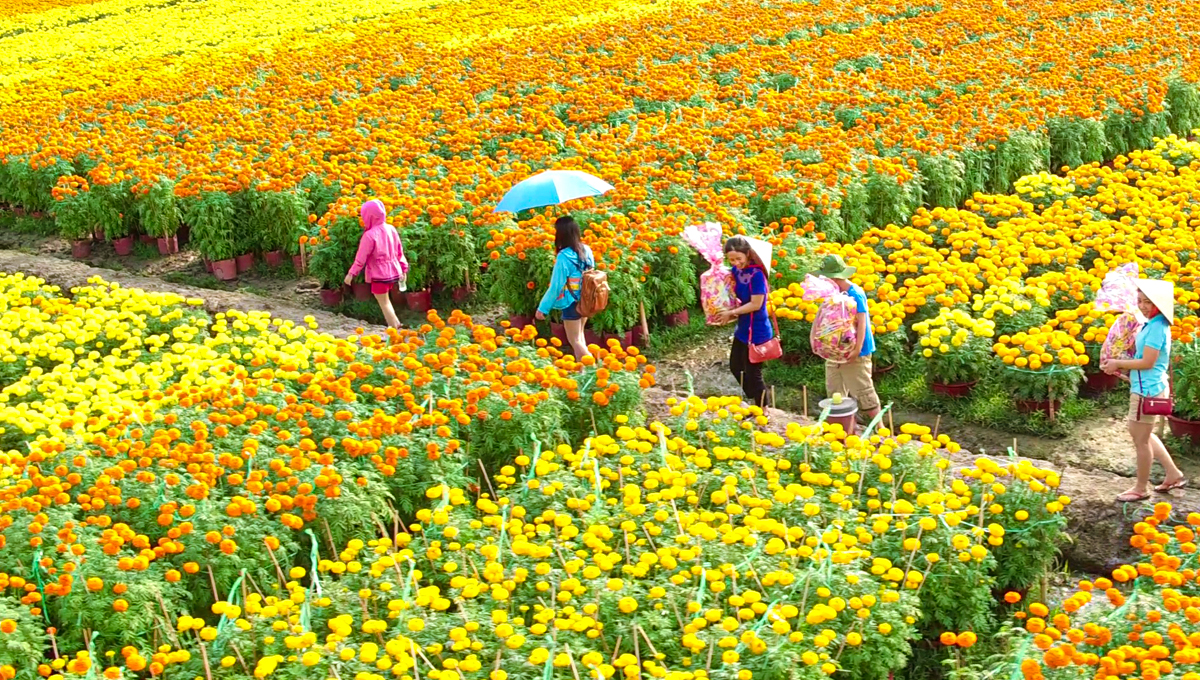 ĐỒNG THÁP - LÀNG HOA SA ĐÉC - HAPPY LAND HÙNG THY - CHÙA LÁ SEN - VƯỜN QUÝT LAI VUNG | 1 NGÀY
