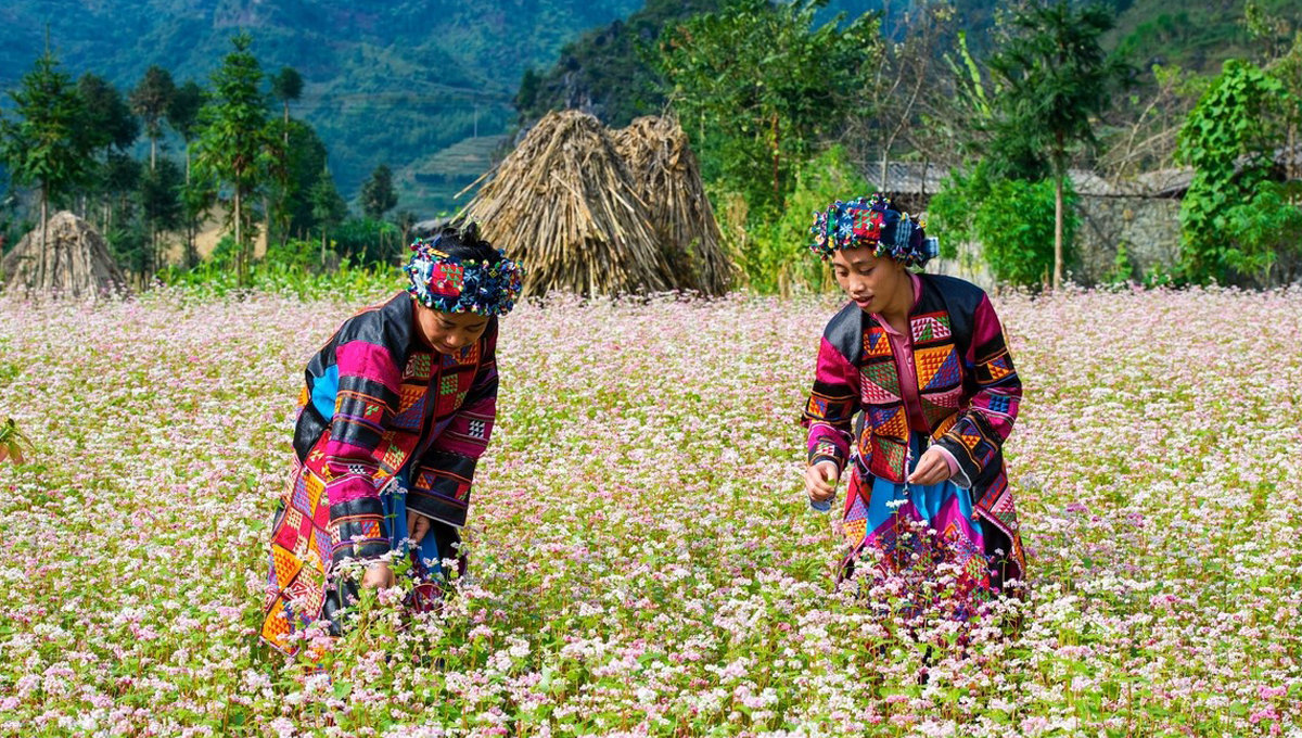 HÀ GIANG 3 NGÀY 2 ĐÊM
