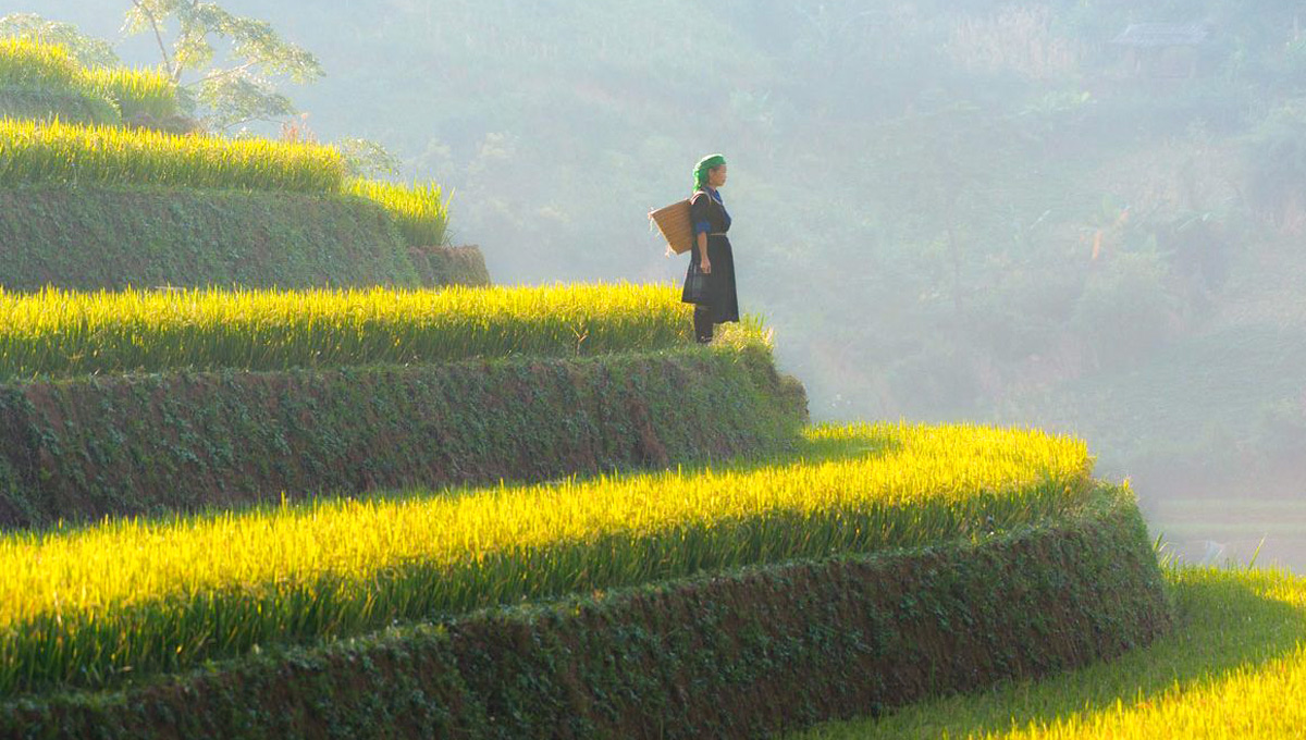 TÂY BẮC MÙA THU – LỄ HỘI BAY TRÊN MÙA VÀNG MÙ CĂNG CHẢI – YÊN BÁI - TÚ LỆ - NGHĨA LỘ 3 NGÀY 2 ĐÊM