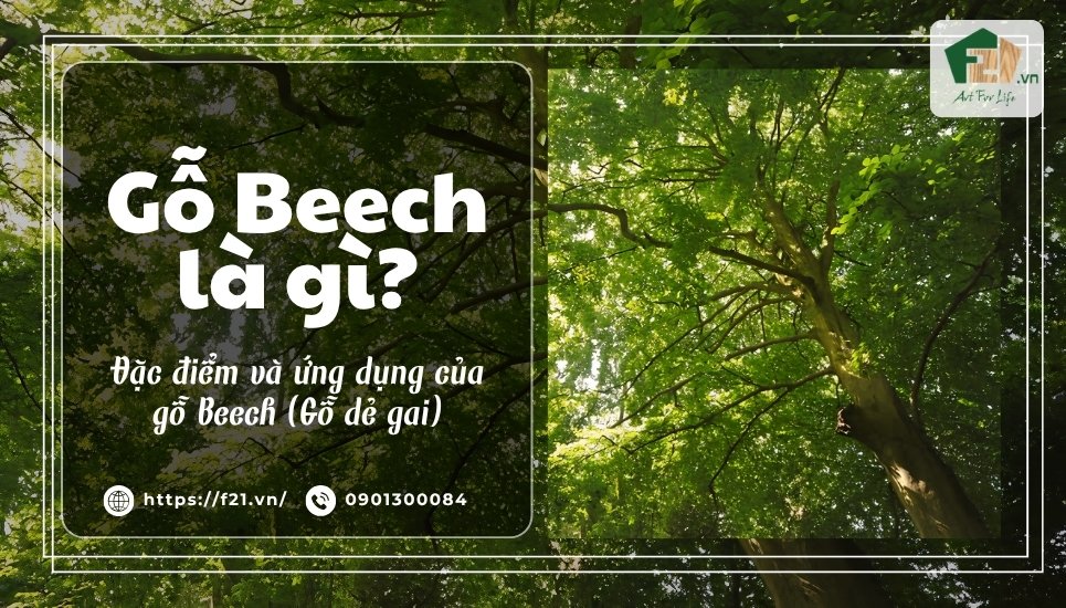Gỗ Beech là gỗ gì, có tốt không? Đặc điểm, ứng dụng của gỗ Beech (gỗ dẻ gai)