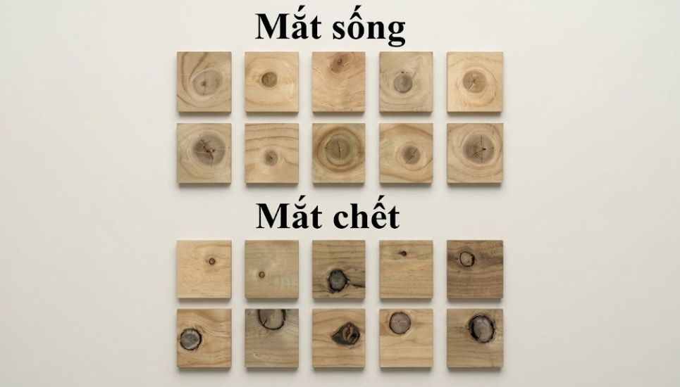 phân biệt giữa mắt gỗ sống và chết