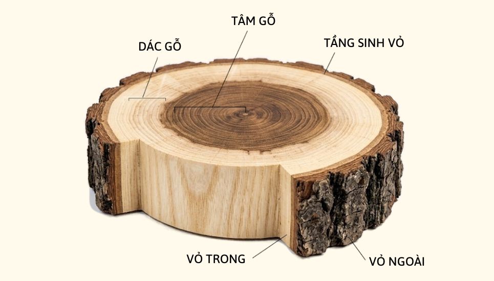 phân biệt tâm gỗ và dác gỗ