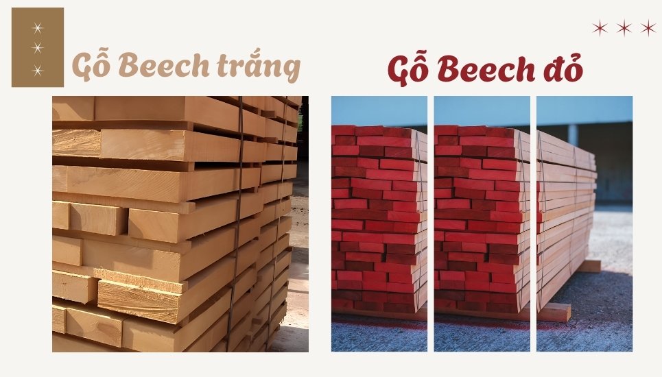 phân biệt gỗ beech đỏ và trắng