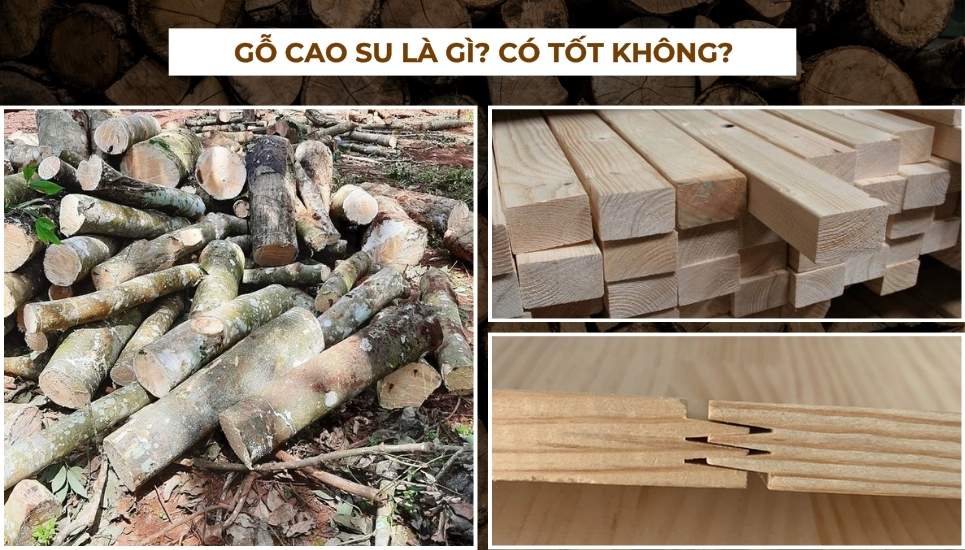 gỗ cao su là gì