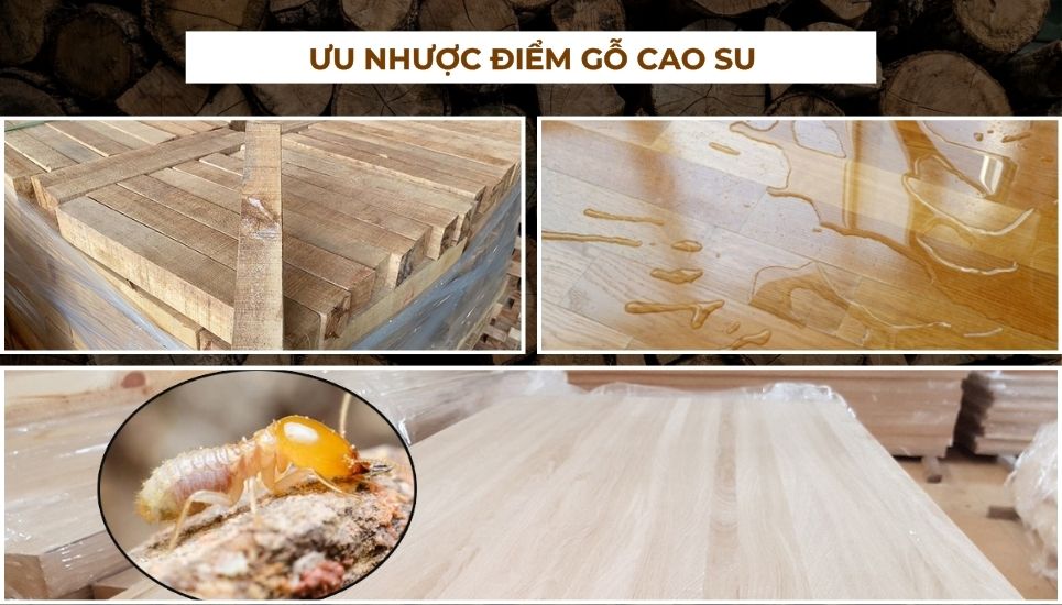 gỗ cao su là gì