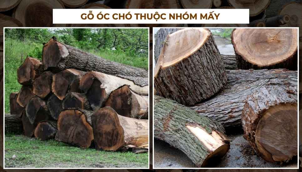gỗ óc chó là gì
