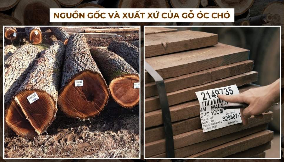 gỗ óc chó là gì