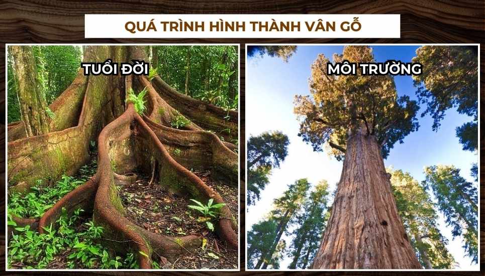 vân gỗ là gì